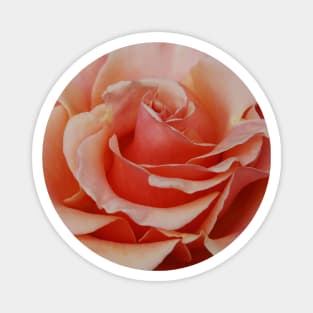 Red Rose Photography Magnet